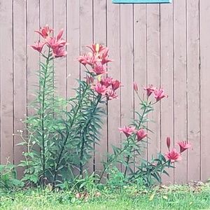 Meet your Posher, Tara